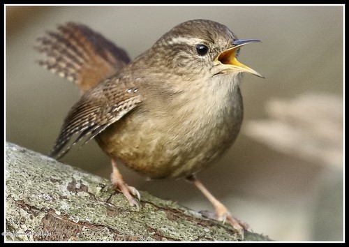Troglodyte mignon